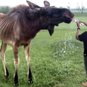 45 Animals That Asked People for Help & Kindness !