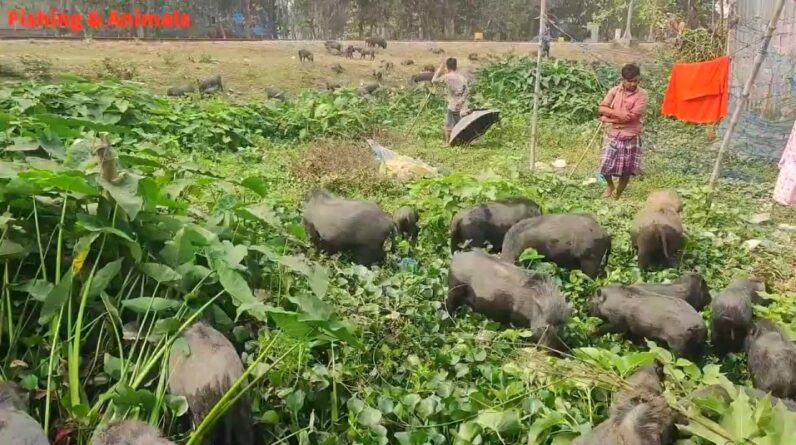 Pigs farming in Bangladesh | শূকুর পালন  করা একটা লাভজনক ব্যবসা