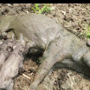 Profitable method of pig farming in Bangladesh | শূকর পালনের লাভজনক পদ্ধতি