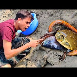 Eel Fishing | Eel Fish Boy Catching Big Tortoise By Hand